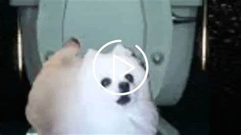 skirby dog video reddit|Skirby: The Viral Dog Who Captivated the Internet